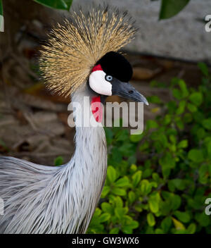 Grey Crowned Crane (Balearica regulorum) testa di profilo Foto Stock