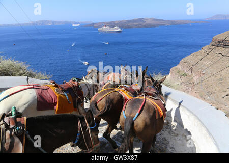 Asini per la salita dal Porto di Fira, Santorini, Grecia Foto Stock