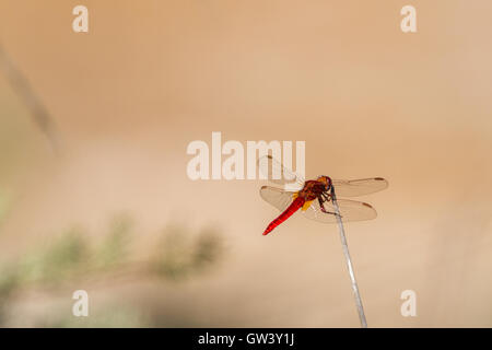 Il vivdly brillante scarlatto maschio darter dragonfly (crocothemis erythraea), il Parco naturale di Ria Formosa, Olhao, Algarve, PORTOGALLO Foto Stock