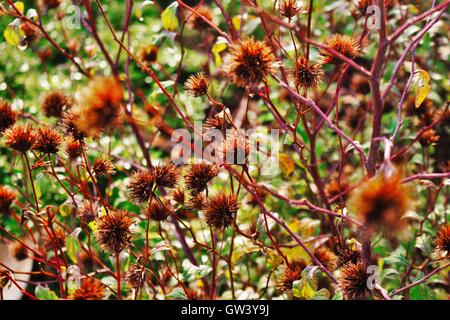 Città di Auckland, giardino botanico, Isola del nord, Nuova Zelanda Foto Stock