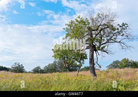 Bava di quercia o quercus macrocarpa alberi nel paesaggio della prateria di minnesota arboretum in chaska Foto Stock