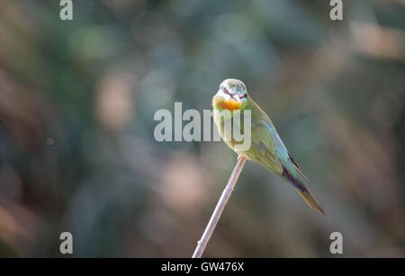 Blue cheeked Bee eater nel deserto d'Egitto Foto Stock