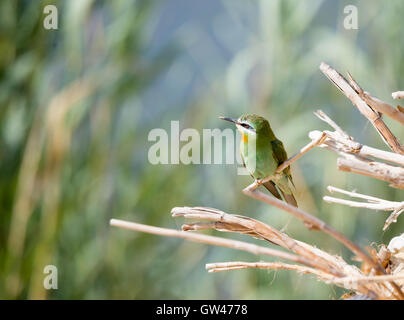 Blue cheeked Bee eater nel deserto d'Egitto Foto Stock