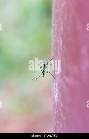 Macro shot di Asian zanzara tigre (Aedes Albopictus) noto anche come foresta di zanzara potenziale vettore di virus di Zika, giallo Foto Stock