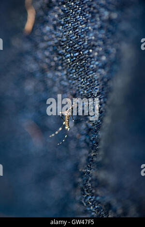 Macro shot di Asian zanzara tigre (Aedes Albopictus) noto anche come foresta di zanzara potenziale vettore di virus di Zika, giallo Foto Stock