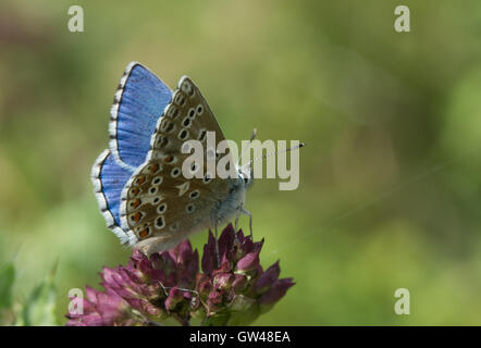 Adone maschio blue butterfly (Polyommatus bellargus) sui fiori selvatici al vecchio Winchester Hill in Hampshire, Inghilterra Foto Stock