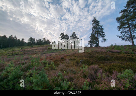 La mattina presto il paesaggio a Frensham lampeggia nel Surrey, Inghilterra, Regno Unito Foto Stock