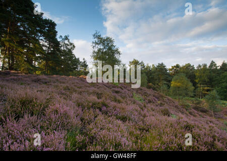 Erica viola sulla collina di prima mattina la luce a Frensham comune nel Surrey, Inghilterra. Foto Stock