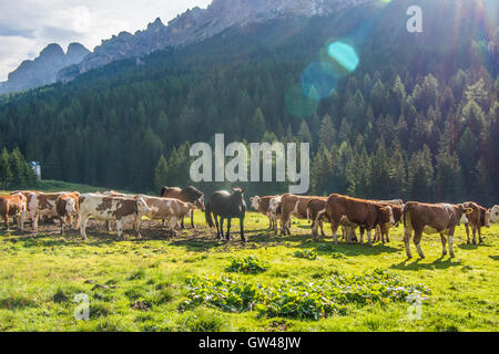 Cavalli e bovini a Misurina, provincia Belluno, regione Veneto, Italia. Foto Stock