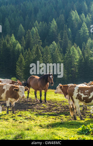 Cavalli e bovini a Misurina, provincia Belluno, regione Veneto, Italia. Foto Stock