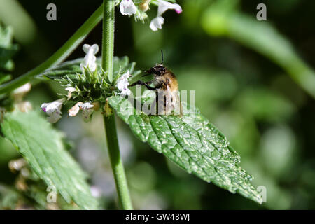 Il miele delle api su erba gatta fiore in tarda estate sun Foto Stock