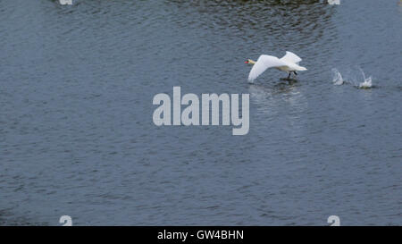 Una coppia di Swan in lotta e di atterraggio su un lago. Foto Stock