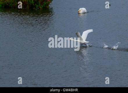 Una coppia di Swan in lotta e di atterraggio su un lago. Foto Stock