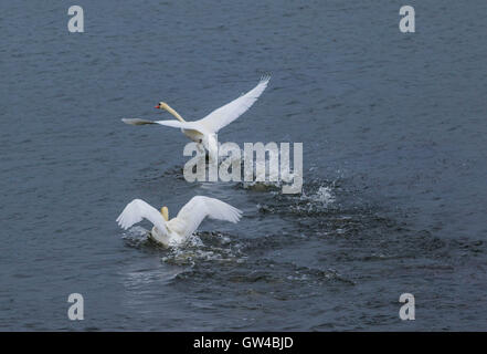 Una coppia di Swan in lotta e di atterraggio su un lago. Foto Stock