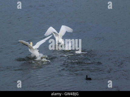 Una coppia di Swan in lotta e di atterraggio su un lago. Foto Stock