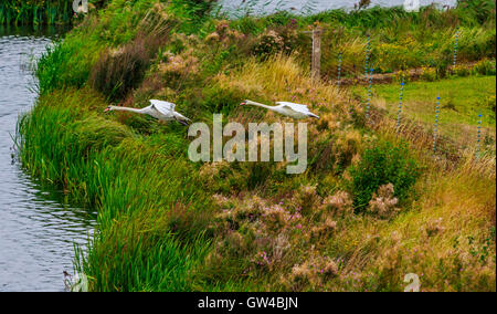 Una coppia di Swan in lotta e di atterraggio su un lago. Foto Stock