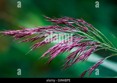 Bella erba secca cattura con tutta la loro bellezza presso Barnes Londra Foto Stock