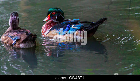 Anatra di legno sull'acqua a WWT London barnes Foto Stock