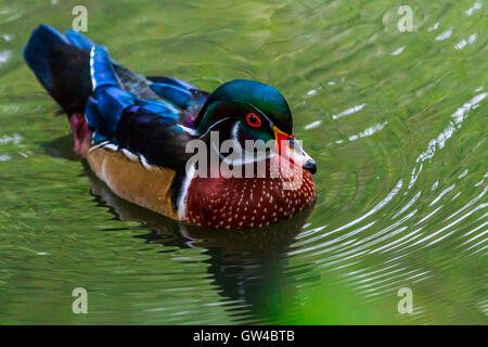 Anatra di legno sull'acqua a WWT London barnes Foto Stock