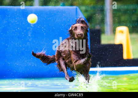 Kamnik, Slovenia. Decimo Sep, 2016. Un cane salta dopo un giocattolo in una piscina di acqua al 2 ° battenti cani Dock Diving Concorrenza in Kamnik, Slovenia, Sett. 10, 2016. Dock Diving è uno sport dove i cani agili competere per i premi da salto per distanza da una dock in una piscina di acqua. Credito: Luka Dakskobler/Xinhua/Alamy Live News Foto Stock