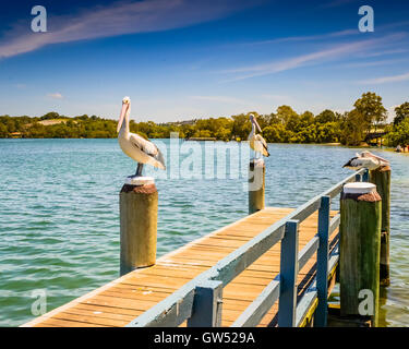 Pelican su un molo in Tweed teste, Nuovo Galles del Sud, Australia Foto Stock