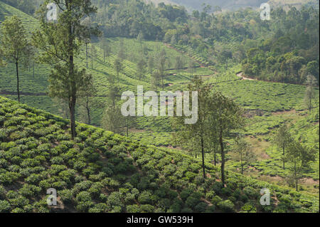 Una piantagione di tè ai piedi delle colline di i Ghati Occidentali nei pressi di Thekkady in Kerala, nell India meridionale Foto Stock