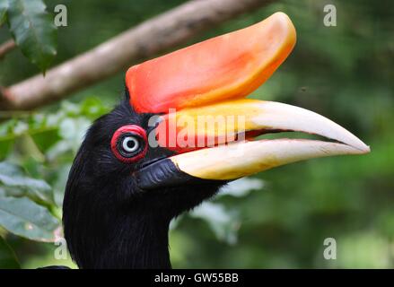 Rhinoceros Hornbill profilo Foto Stock