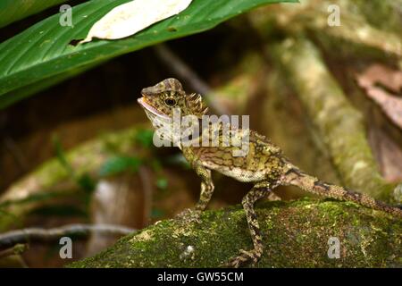 Femmina lucertola anglehead minaccia display Foto Stock