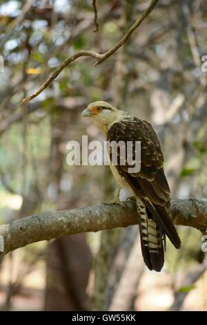 Caracara di mangrovie, Colombia Foto Stock