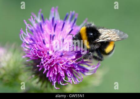 Bumble Bee su thistle Foto Stock