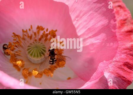 Hoverflies in rosa di semi di papavero Foto Stock