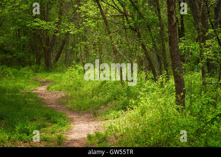 Lussureggianti colori di primavera nel bosco lungo il Medio Patuxent River nella Contea di Howard, Maryland Foto Stock