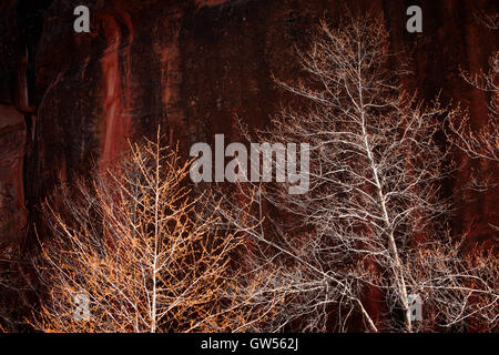 I rami degli alberi cattura la luce nella parte anteriore delle rocce rosse di Oak Creek Canyon vicino a Sedona in Arizona Foto Stock