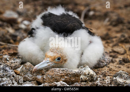 Magnifica Frigate Bird (Fregata magnificens) pulcino su Genovesa nelle isole Galapagos dell Ecuador Foto Stock