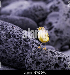 Trillo giallo (Setophaga petechia) la caccia di cibo sulle rive di Fernandina nelle isole Galapagos dell Ecuador Foto Stock