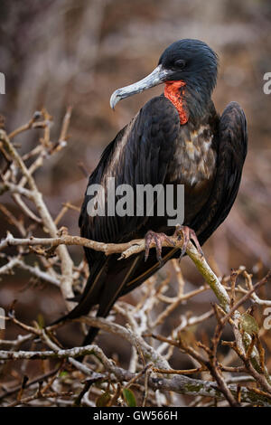 Magnifico maschio Frigate Bird (Fregata magnificens) su Genovesa nelle isole Galapagos dell Ecuador Foto Stock