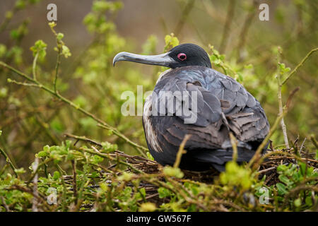 I capretti magnifico Frigate Bird (Fregata magnificens) su Genovesa nelle isole Galapagos dell Ecuador Foto Stock