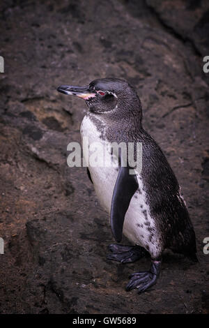 Le Galapagos Penguin (Spheniscus mendiculus) messa in pausa per un momento vicino alla linea di galleggiamento prima di dirigervi al pesce. Foto Stock