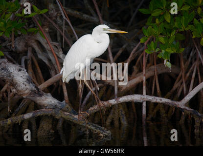 Grande Airone bianco (white morph del grande airone cenerino) in una impostazione di mangrovie appollaiato sul puntello radici lungo Key Largo Suono. Foto Stock