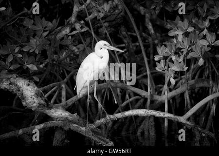 Grande Airone bianco (white morph del grande airone cenerino) in una impostazione di mangrovie appollaiato sul puntello radici lungo Key Largo Suono. Foto Stock