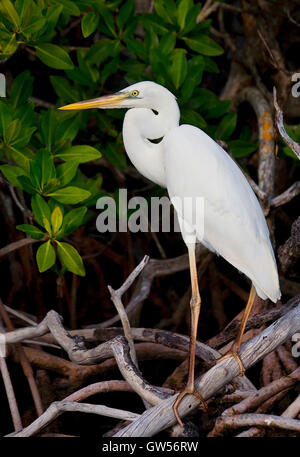 Un elegante giovane grande airone bianco posatoi amid mangrove prop radici lungo Key Largo Suono, Pennecamp, Florida Keys Foto Stock