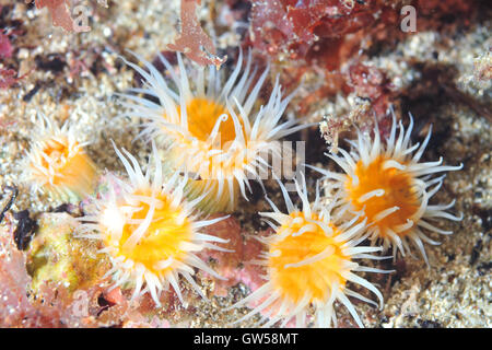 Gruppo di bianca a strisce di anemoni on rock costiera Foto Stock