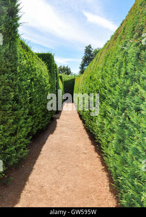 Siepe sempreverde labirinto con stretto passaggio in prospettiva in diminuzione a stupire'n Margaret River in Western Australia. Foto Stock