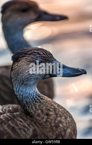 West Indian sibilo Duck Foto Stock