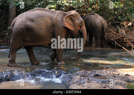 Valle di elefante progetto ONG - elefanti nel fiume Foto Stock