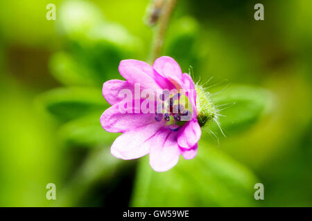 Geranium columbinum fiore, Italia Foto Stock