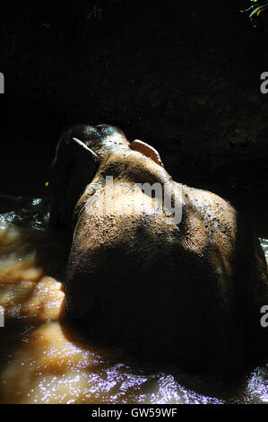 Valle di elefante progetto ONG - di elefante indietro mentre il bagno nel fiume Foto Stock