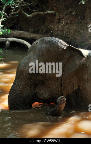 Valle di elefante progetto ONG - Elephant al capo di balneazione nel fiume Foto Stock