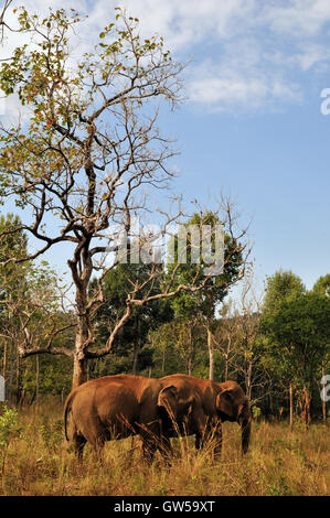 Valle di elefante progetto ONG - elefanti nella giungla Foto Stock