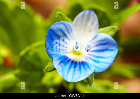 Veronica persica flower - Italia Foto Stock